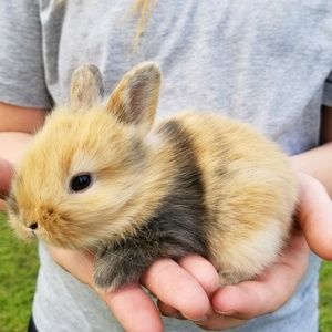 Meet your Posher, Kandy